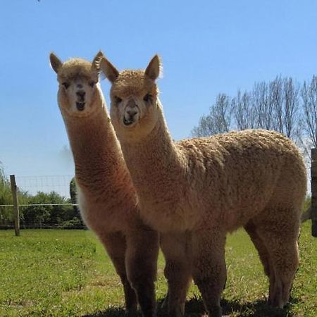 Bed and Breakfast Domaine Ramonjavel, Glamping & Alpaca'S Fongrave Exteriér fotografie