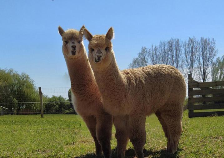 Bed and Breakfast Domaine Ramonjavel, Glamping & Alpaca'S Fongrave Exteriér fotografie
