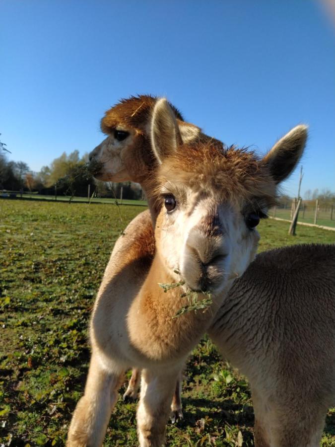 Bed and Breakfast Domaine Ramonjavel, Glamping & Alpaca'S Fongrave Exteriér fotografie